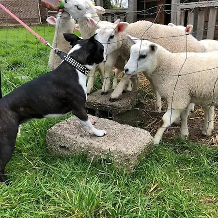 Farm Apartment, Self Checkin