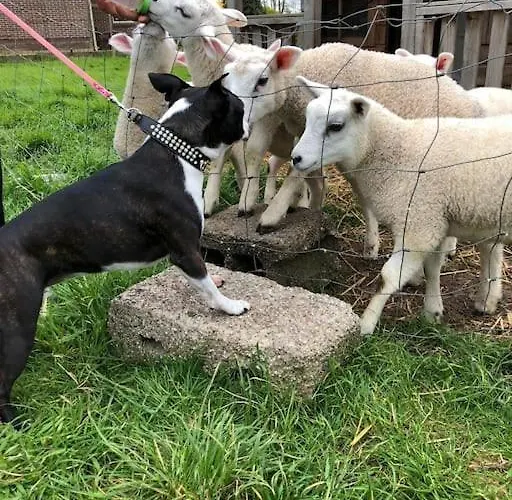 Farm Apartment, Self Checkin
